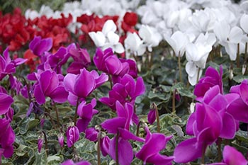 Cyclamen